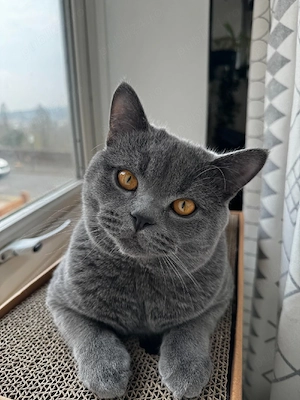 Motan British Shorthair 