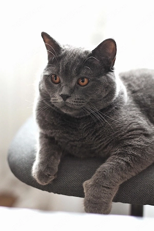 Motan British Shorthair  - imagine 3