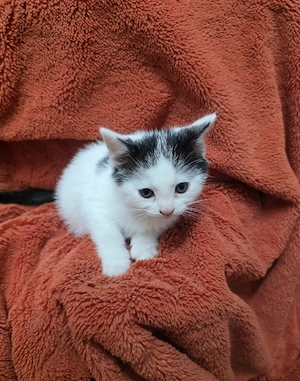 Pisicute spre adoptie - imagine 2