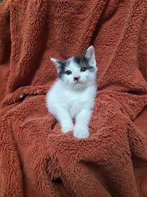 Pisicute spre adoptie - imagine 4