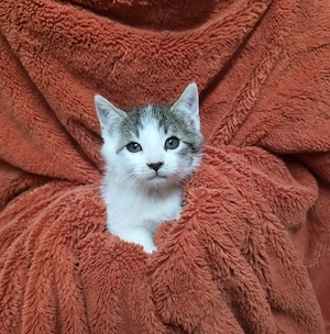 Pisicute spre adoptie - imagine 3