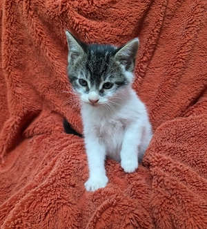 Pisicute spre adoptie - imagine 5