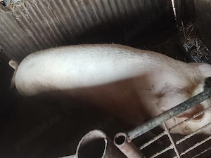 porc pentru sacrificat