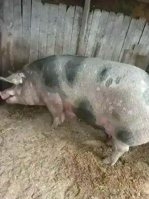Vand purcica 300kg