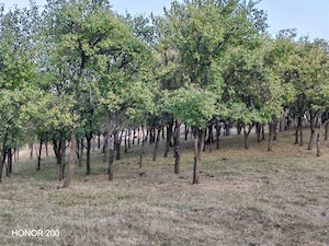 Grădină de vânzare într-o zonă liniștită.