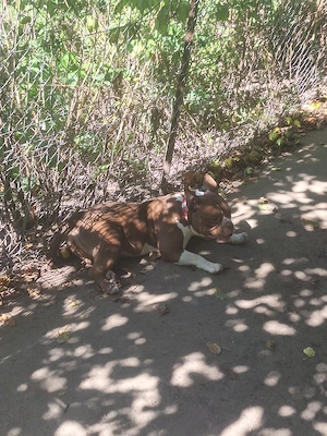 Vând Femelă American Bully micro de 1 An cu pedigree !! - imagine 2