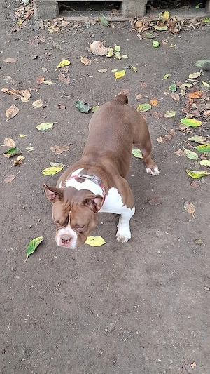 Vând Femelă American Bully micro de 1 An cu pedigree !!