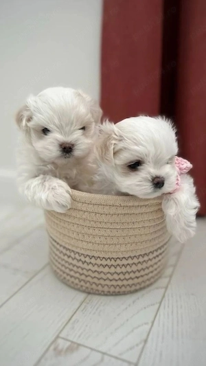 Fetita si baietel bichon maltez mini toy