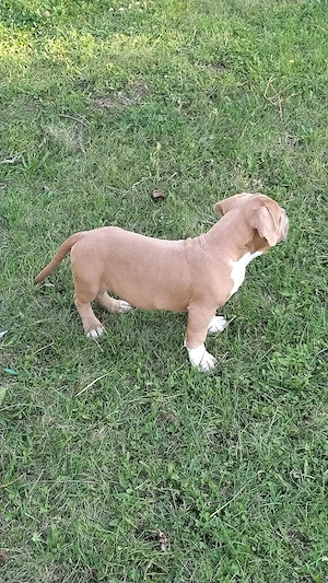 american bully pocket  - imagine 5
