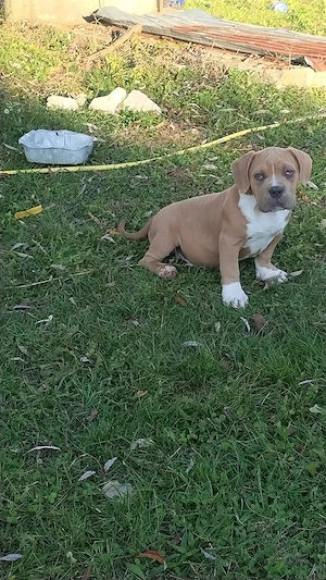 american bully pocket  - imagine 2
