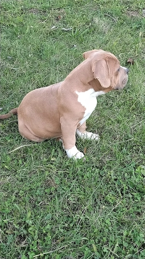 american bully pocket  - imagine 3