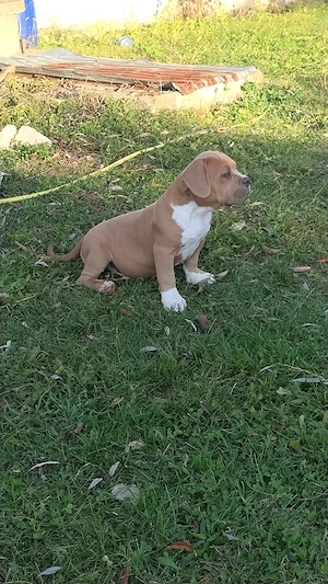 american bully pocket  - imagine 4