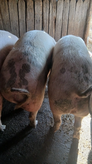 De vanzare porci Landrace - imagine 4