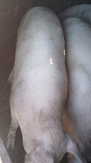 De vanzare porci Landrace - imagine 3