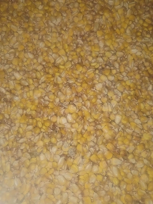 porumb boabe 1,30 lei kg 