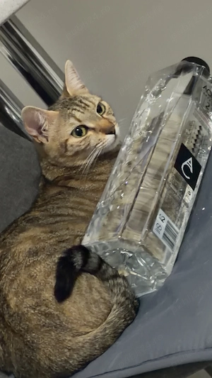 pisică de adopție - imagine 3