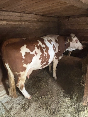 Vaca cu vitel belgian  - imagine 2