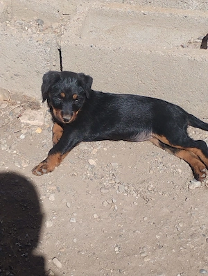 Disponibila o femela jagd terier sârmos  - imagine 2