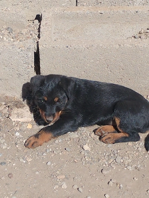 Disponibila o femela jagd terier sârmos  - imagine 3