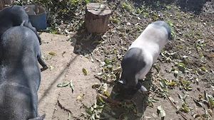 Vând porci vietnamezi 