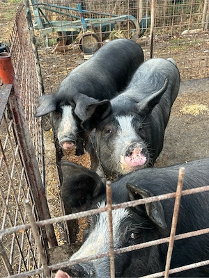vand porci pentru sacrificat  - imagine 5