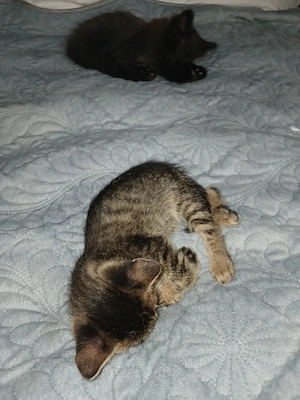 2 Pisicute