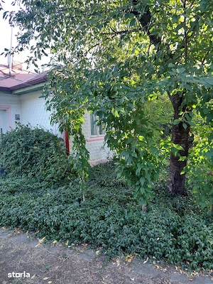 Teren Vrancea 9000 mp cu casă si vie - imagine 3