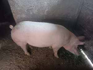 Porc de vanzare - imagine 3