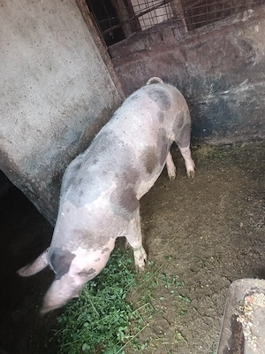 Porc de vanzare - imagine 2