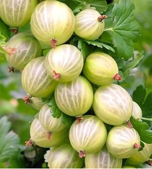 Arbust Agriș
