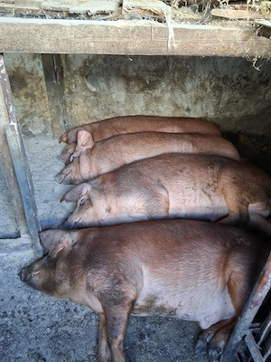 Porci duroc de vanzare - imagine 2