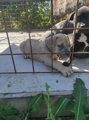 American Bully poket mascul  - imagine 3