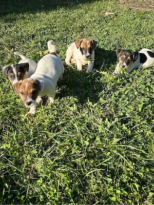 Disponibili catei Jack Russell - imagine 2