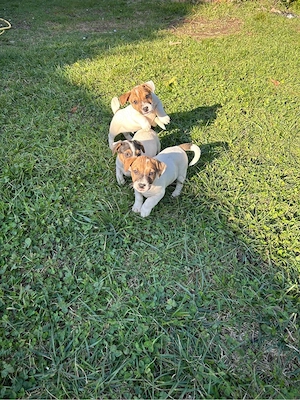 Disponibili catei Jack Russell - imagine 3