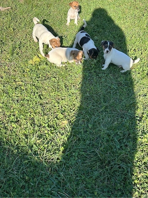 Disponibili catei Jack Russell - imagine 5