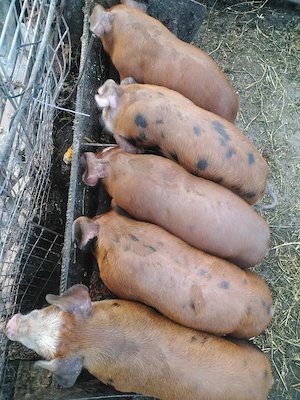 Duroc cu pietran - imagine 2