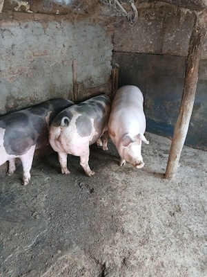Porci de vânzare 