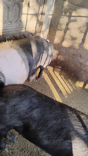 Vind porci îngrășați natural pret intre 2500 respectiv 3000 ron  - imagine 2