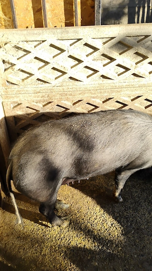 Vind porci îngrășați natural pret intre 2500 respectiv 3000 ron  - imagine 3