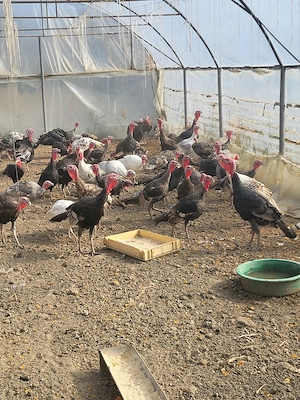Curcani si porci de vanzare