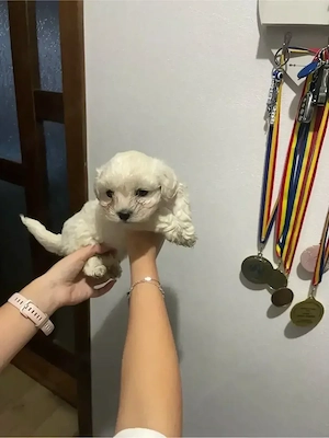 Bichon maltez, superbi