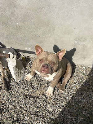  american bully poket  - imagine 2
