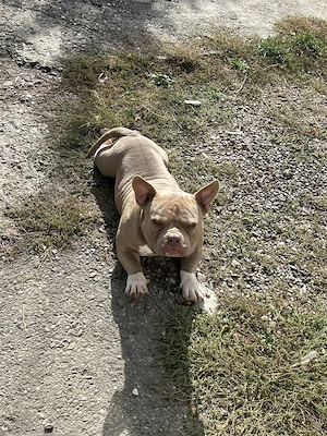  american bully poket  - imagine 3