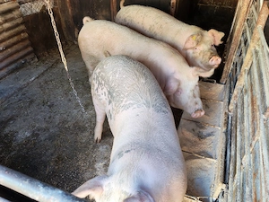 Porci de vânzare de carne - imagine 4