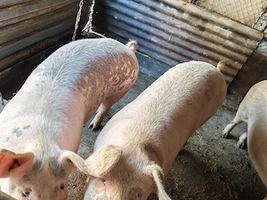 Porci de vânzare de carne - imagine 2
