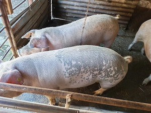 Porci de vânzare de carne - imagine 3