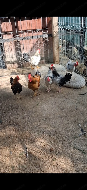 Brahma si americani - imagine 5