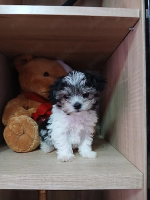 Bichon Havanez - imagine 2