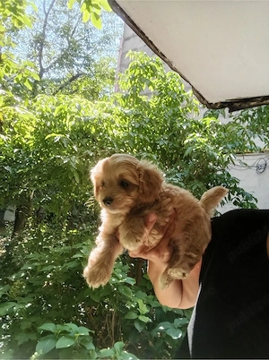maltipoo baietel superb. primul vaccin 