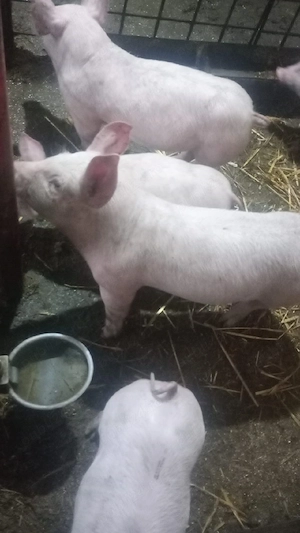 vand purcei  - imagine 3